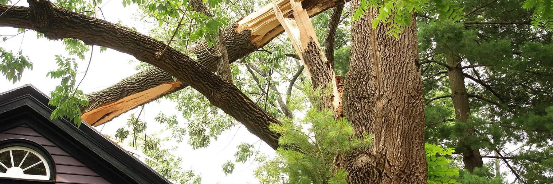 storm damage - fallen tree on home